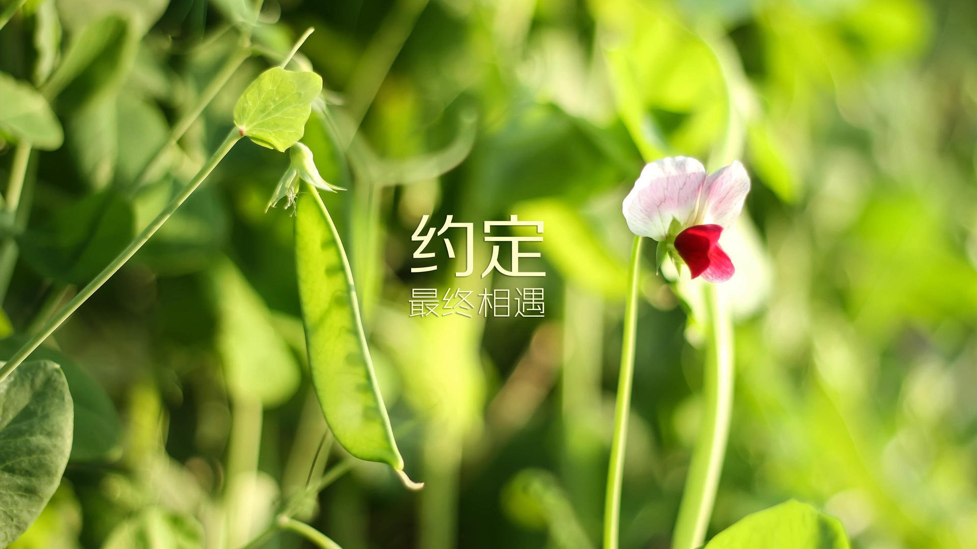 橄榄球训练引入人工智能技术，橄榄球素质训练